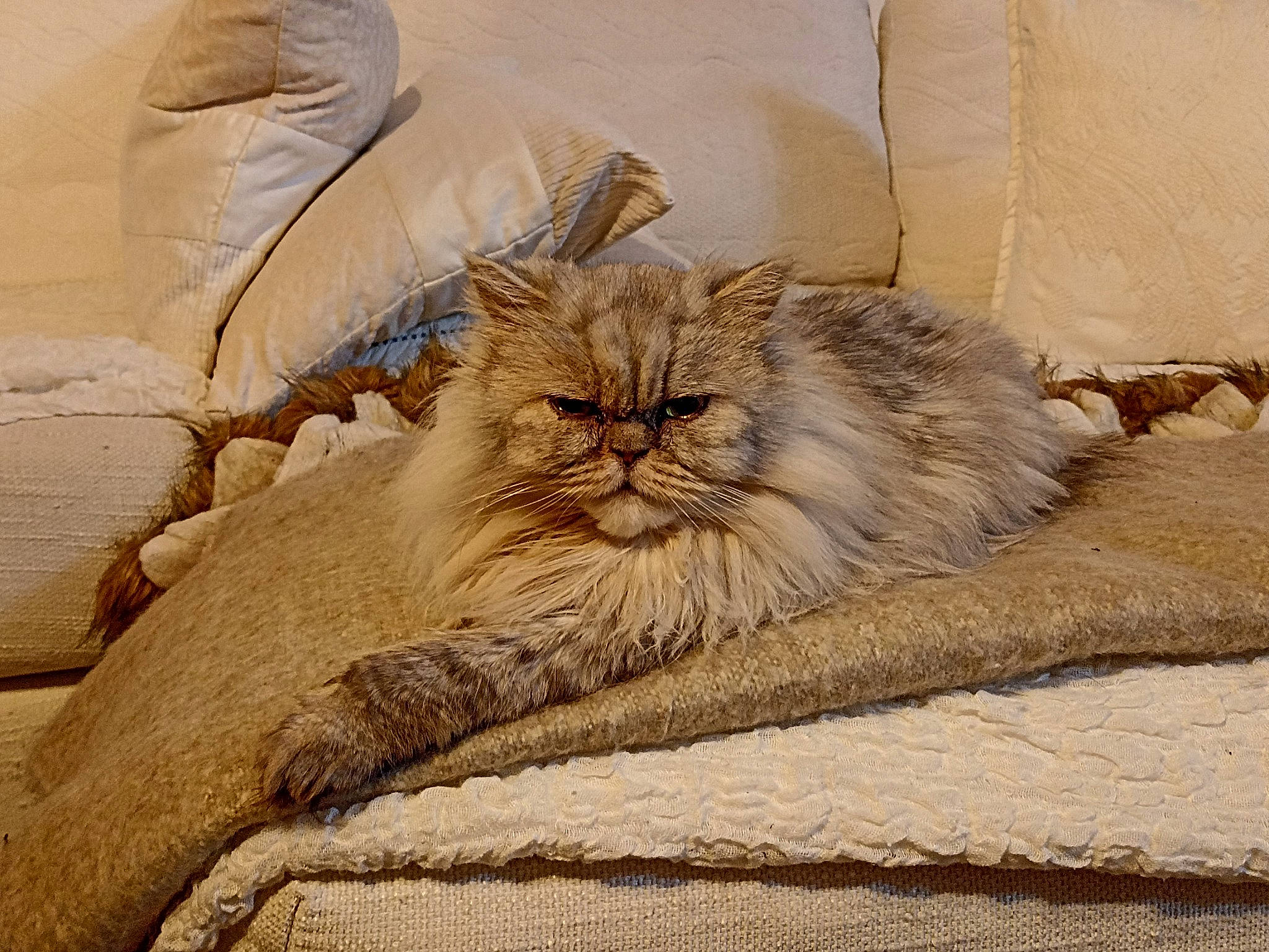 Grizou participe au concours pour gagner de l'argent avec cette photo : beige, carnivore, cat, comfort, fawn, felidae, flooring, fur, grey, landscape, nap, paw, plant, sitting, small_to_medium_sized_cats, soil, terrestrial_animal, whiskers, wildlife, wood