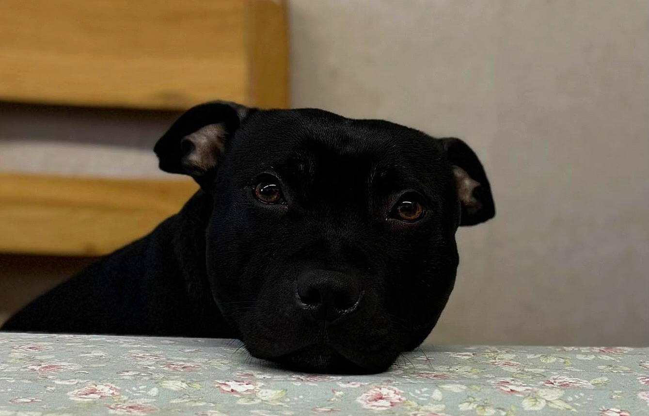 Bruno joined the competition — help win amazing prizes! borador, canidae, carnivore, comfort, companion_dog, dog, dog_breed, fawn, non_sporting_group, puppy, snout, terrestrial_animal, whiskers, working_animal