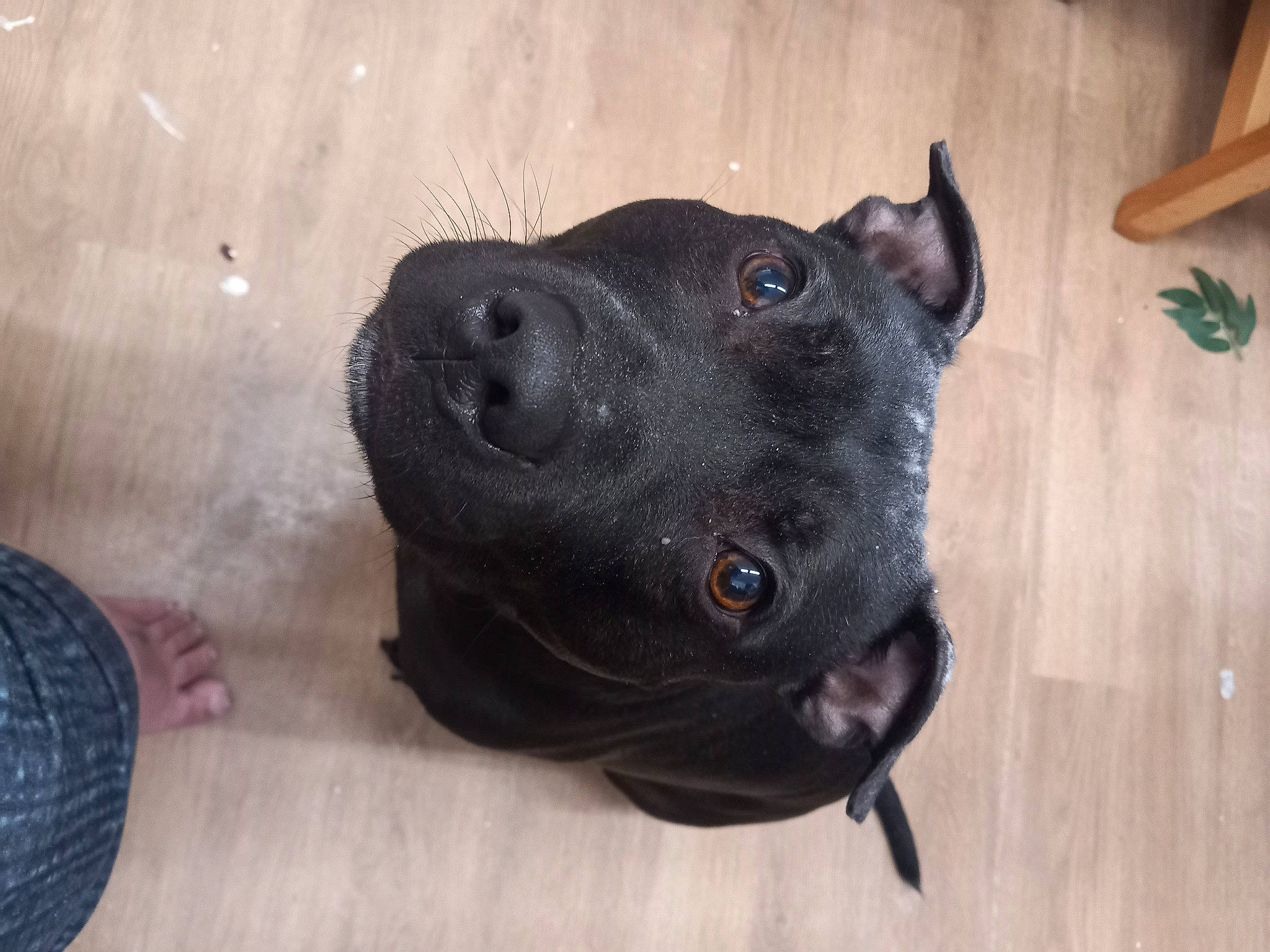 Bruno joined the competition — help win amazing prizes! borador, canidae, carnivore, companion_dog, dog, dog_breed, fawn, flooring, fur, guard_dog, hardwood, non_sporting_group, sporting_group, whiskers, wood