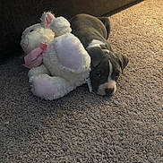 Diesel joined the competition — help win amazing prizes! animal, brown, carpet, companion, cozy, cute, dog, floor, home, indoor, lying_down, pet, pink, puppy, resting, sleepy, stuffed_animal, toy, white, young