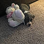animal, brown, carpet, companion, cozy, cute, dog, floor, home, indoor, lying_down, pet, pink, puppy, resting, sleepy, stuffed_animal, toy, white, young