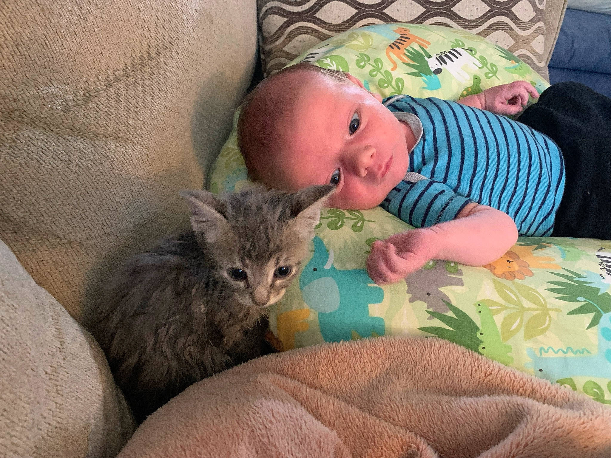 Jiraiya joined the competition — help win amazing prizes! baby, baby_toddler_clothing, bed, carnivore, cat, child, comfort, couch, domestic_short_haired_cat, fawn, felidae, fur, leg, linens, nap, paw, person, sitting, small_to_medium_sized_cats, toddler
