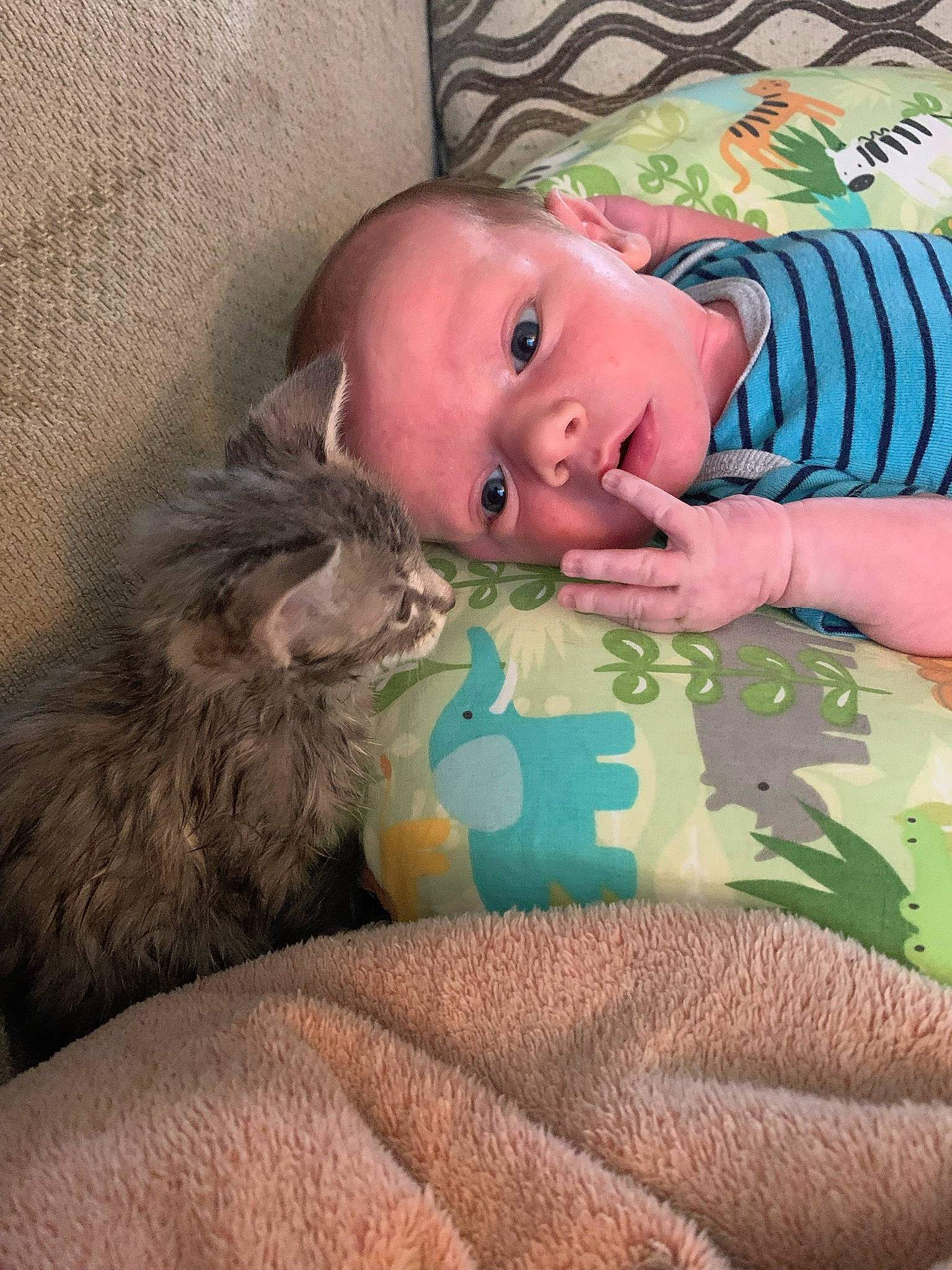 Jiraiya is registered to the contest to win money with this photo: baby, baby_toddler_clothing, bed, bedding, carnivore, cat, comfort, companion_dog, couch, domestic_short_haired_cat, fawn, felidae, fur, head, linens, person, sitting, skin, small_to_medium_sized_cats, toddler