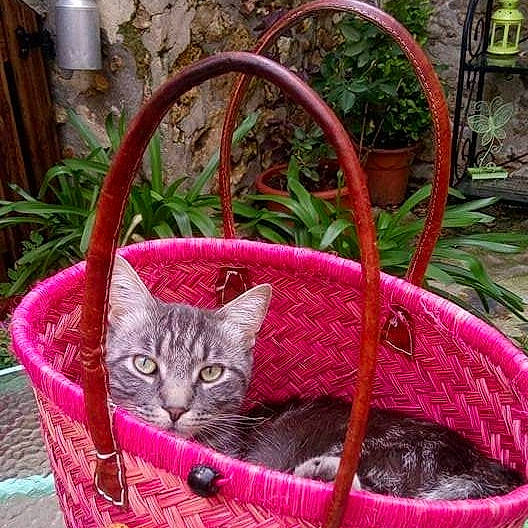 Beebop a rejoint le concours — aidez-le/la à gagner de superbes lots ! basket, carnivore, cat, chair, comfort, couch, domestic_short_haired_cat, fawn, felidae, flowerpot, grass, magenta, outdoor_furniture, pet_supply, plant, purple, small_to_medium_sized_cats, storage_basket, whiskers, wicker