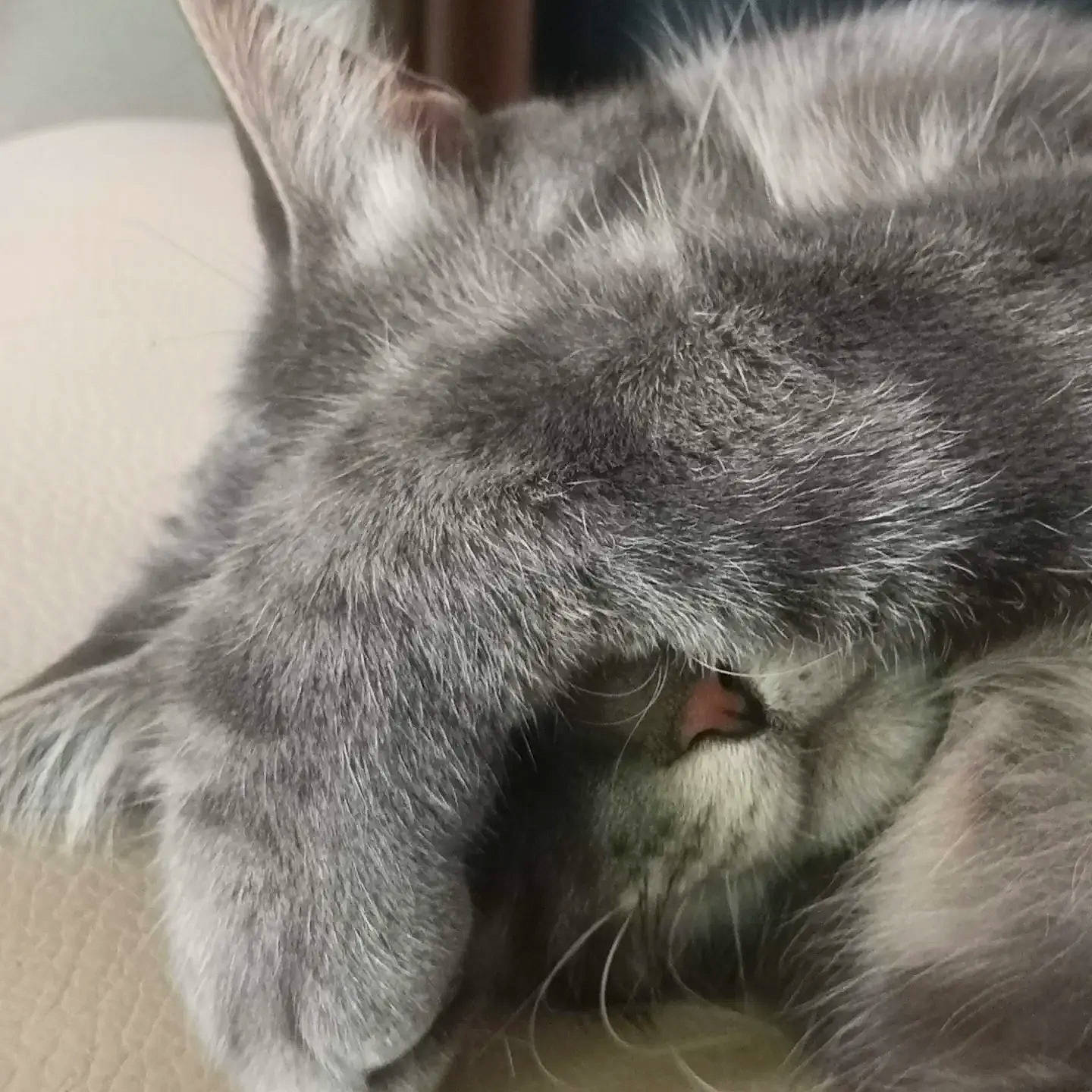 Beebop a rejoint le concours — aidez-le/la à gagner de superbes lots ! carnivore, cat, claw, close_up, comfort, domestic_short_haired_cat, felidae, fur, grey, nap, paw, sleep, small_to_medium_sized_cats, snout, terrestrial_animal, whiskers