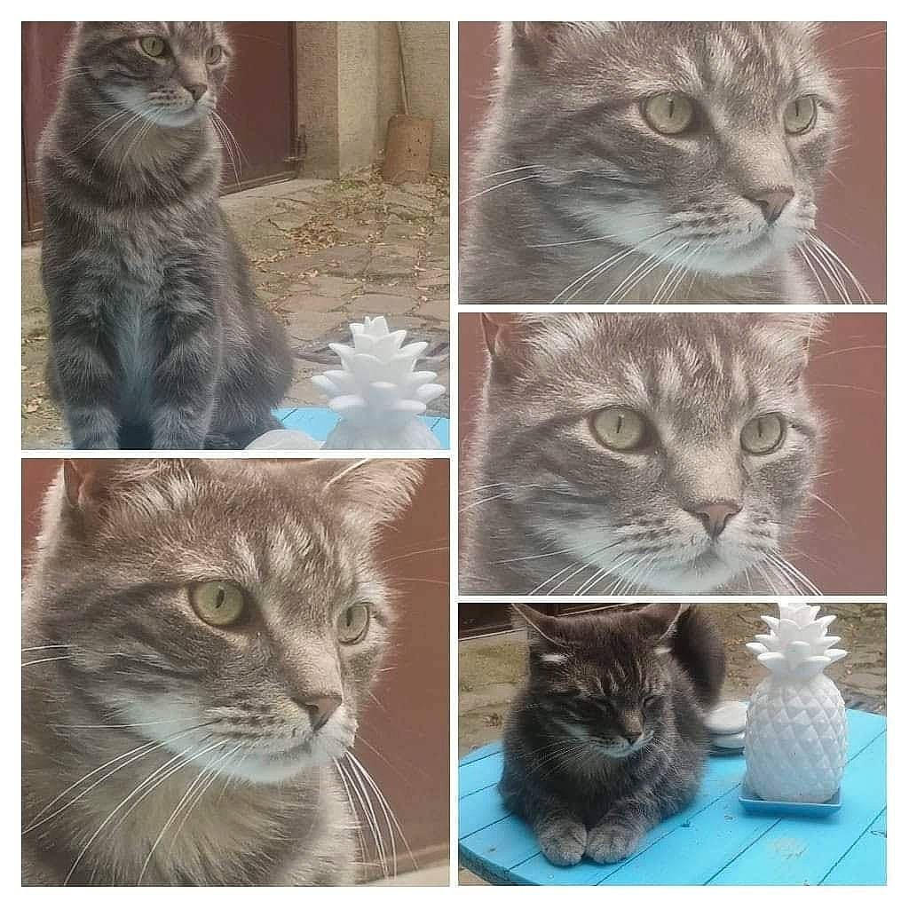 Beebop participe au concours pour gagner de l'argent avec cette photo : art, carnivore, cat, collage, domestic_short_haired_cat, eye, felidae, fur, head, iris, mammal, paw, small_to_medium_sized_cats, snapshot, snout, tail, vertebrate, water_bottle, whiskers, window