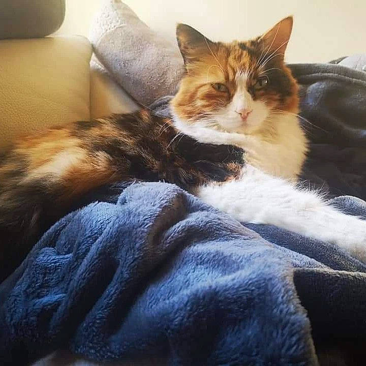 Loola a rejoint le concours — aidez-le/la à gagner de superbes lots ! bedding, carnivore, cat, cloud, comfort, couch, domestic_short_haired_cat, felidae, fur, human_leg, lap, linens, nap, paw, sitting, small_to_medium_sized_cats, snout, tail, whiskers, wood