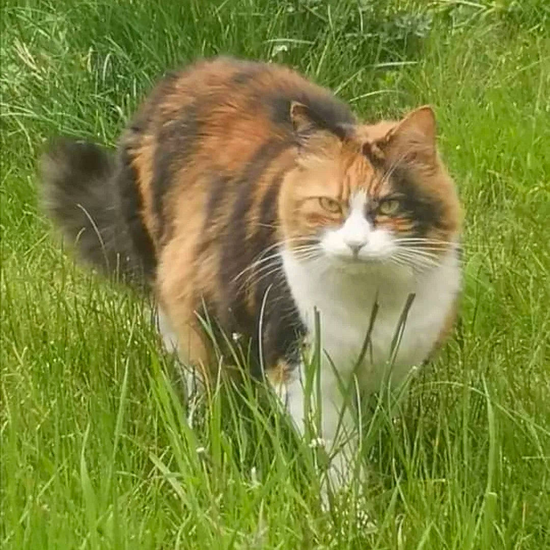 Loola participe au concours pour gagner de l'argent avec cette photo : art, carnivore, cat, domestic_short_haired_cat, fawn, felidae, fur, grass, grassland, pasture, plant, prairie, small_to_medium_sized_cats, snout, tail, terrestrial_animal, whiskers, wildlife