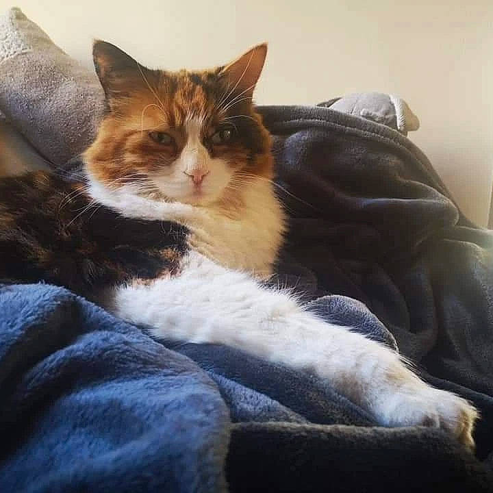 Loola a rejoint le concours — aidez-le/la à gagner de superbes lots ! carnivore, cat, claw, comfort, domestic_short_haired_cat, felidae, fur, lap, linens, nap, paw, sitting, sleep, small_to_medium_sized_cats, tail, whiskers