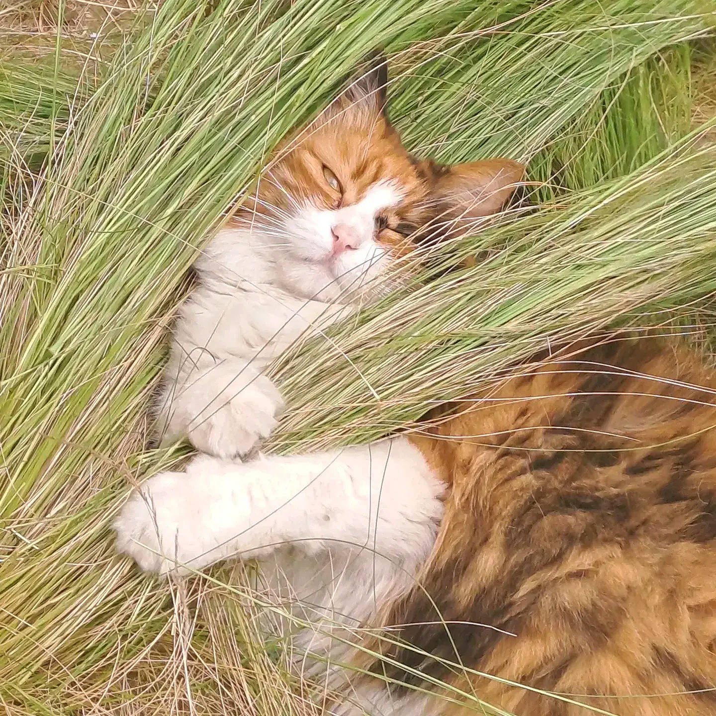 Loola participe au concours pour gagner de l'argent avec cette photo : carnivore, cat, domestic_short_haired_cat, event, fawn, felidae, fur, grass, grass_family, mammal, people_in_nature, plant, small_to_medium_sized_cats, snout, tail, terrestrial_animal, tree, whiskers, wildlife, wood