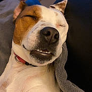 Reggie joined the competition — help win amazing prizes! dog, sleeping, close_up, blanket, cozy, pet, indoor, brown_and_white, nose, teeth, relaxed, cute, face, ears, collar, fur, canine, resting, comfort, snout