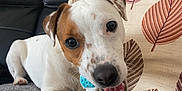 Reggie is registered to the contest to win money with this photo: dog, puppy, pet, chewing, toy, couch, blanket, indoor, brown_patch, white_fur, playful, cute, animal, closeup, face, paw, leaves_pattern, pillow, relaxed, home