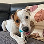 dog, puppy, pet, chewing, toy, couch, blanket, indoor, brown_patch, white_fur, playful, cute, animal, closeup, face, paw, leaves_pattern, pillow, relaxed, home
