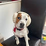 dog, earmuffs, chair, indoor, pet, white, brown, black_chair, collar, looking, sitting, curious, fur, animal, domestic, cute, ears, household, portrait, furniture