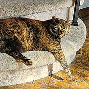 Ruby joined the competition — help win amazing prizes! carpet, carpeted_step, cat, fur, green_eyes, indoor, lounging, patterned_floor, paw, pet, relaxed, shadow, stairs, sunbeam, sunlight, tail, tile_floor, tortoiseshell_cat, vintage_tile, whiskers