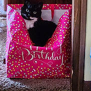 Shadow joined the competition — help win amazing prizes! birthday_box, black_and_white, carpet, cat, cozy, decorative, doorway, feline, floor_pattern, gift_box, green_eyes, home_interior, indoor, pet, pink_polka_dot, retro_flooring, sitting, surprised_expression, tuxedo_cat, wooden_trim