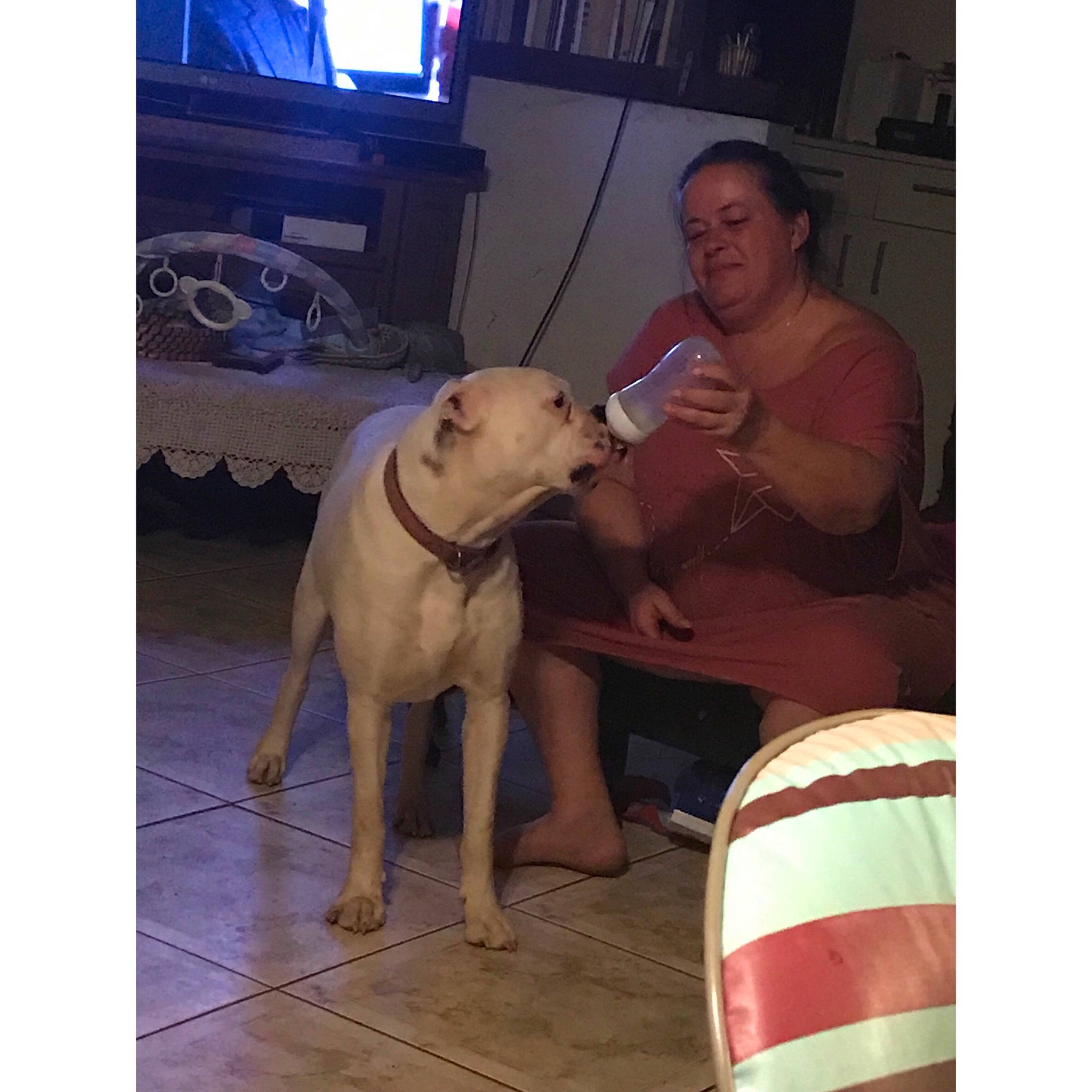 Mafia participe au concours pour gagner de l'argent avec cette photo : american_bulldog, american_pit_bull_terrier, bully_kutta, canidae, carnivore, dog, dog_breed, dogo_argentino, fawn, guard_dog, mammal, non_sporting_group, person, pit_bull, sporting_group, vertebrate