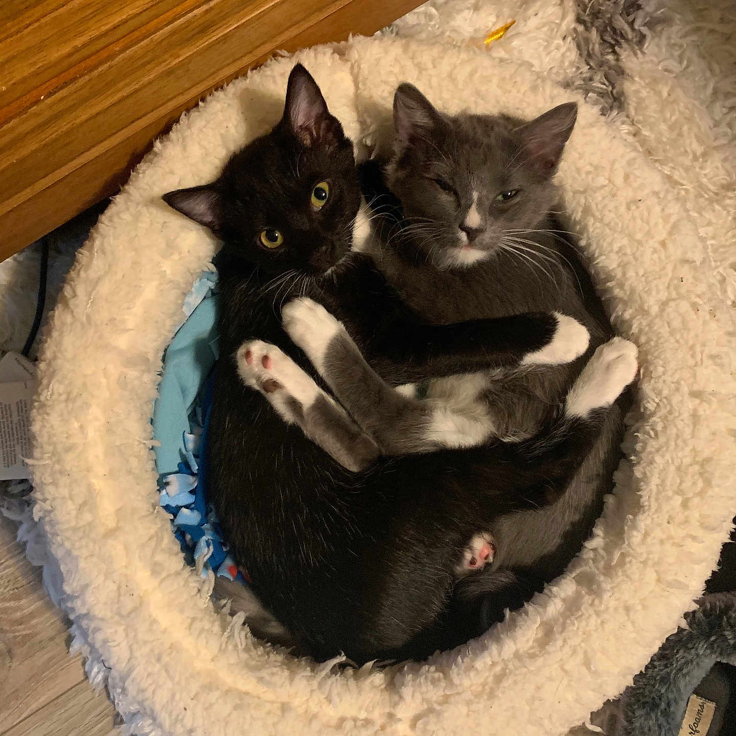 Onyx And Delilah joined the competition — help win amazing prizes! cat, kitten, snuggling, pet_bed, cozy, black_cat, gray_cat, indoor, furry, cute, sleepy, paw, wood_floor, furniture, domestic_animal, animal, resting, companionship, adorable, soft