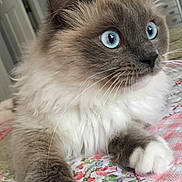 Marquis joined the competition — help win amazing prizes! cat, fluffy, blue_eyes, paw, indoor, bed, quilt, floral_pattern, whiskers, fur, close_up, pet, cute, relaxed, domestic_animal, portrait, animal, feline, home, curious