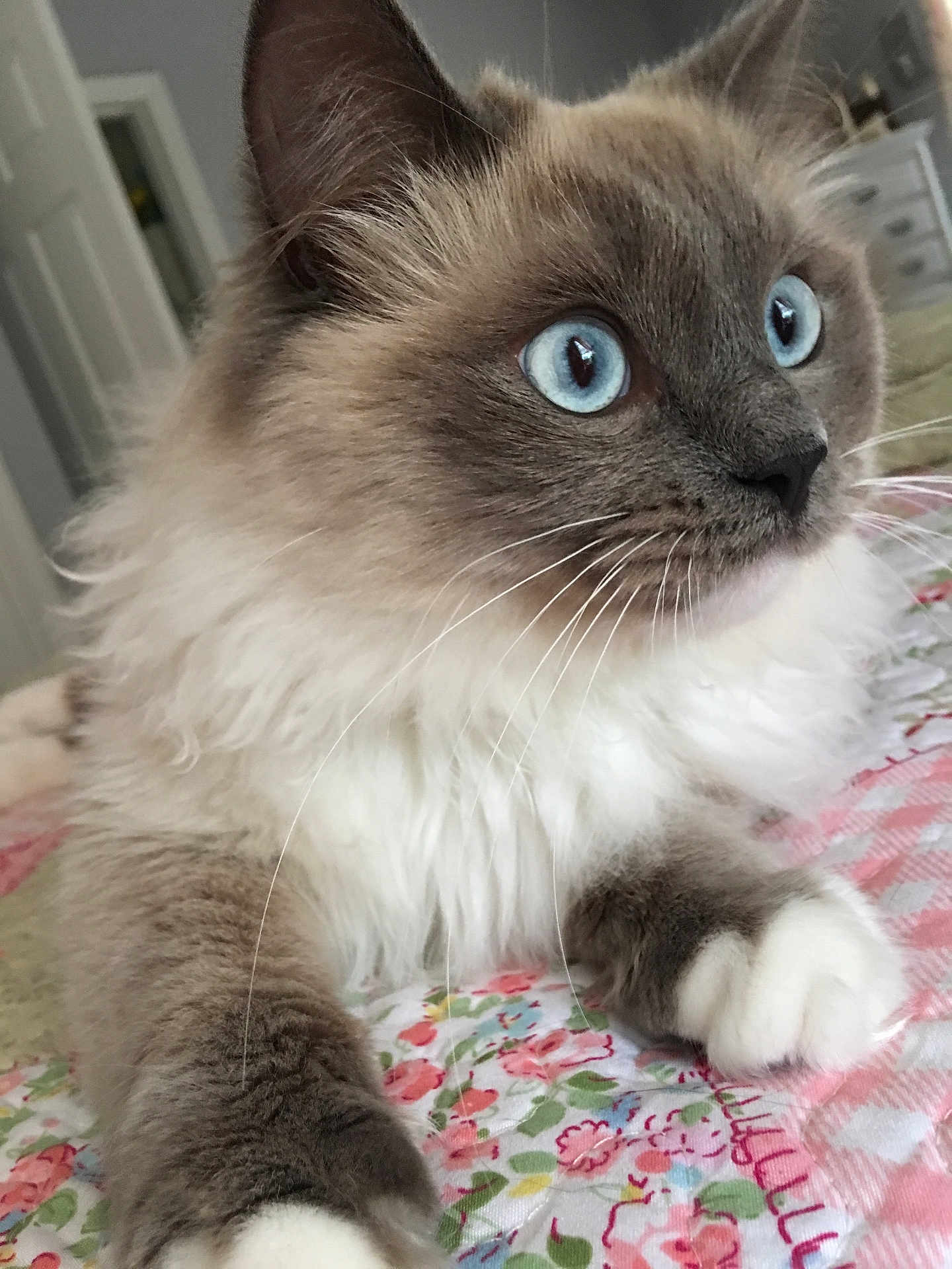 Marquis joined the competition — help win amazing prizes! cat, fluffy, blue_eyes, paw, indoor, bed, quilt, floral_pattern, whiskers, fur, close_up, pet, cute, relaxed, domestic_animal, portrait, animal, feline, home, curious