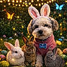 animal, bunny_ears, butterflies, celebration, colorful, cute, dog, easter_eggs, fairy_lights, fluffy, glowing, grass, nature, night, outdoor, pet_tag, pink_sweater, rabbits, small_dog, spring