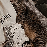 Sonny joined the competition — help win amazing prizes! cat, tabby, sleeping, blanket, pattern, indoor, floor, shoe, high_heel, cozy, feline, fur, resting, comfort, close_up, paw, wood_floor, cushion, soft, relaxed