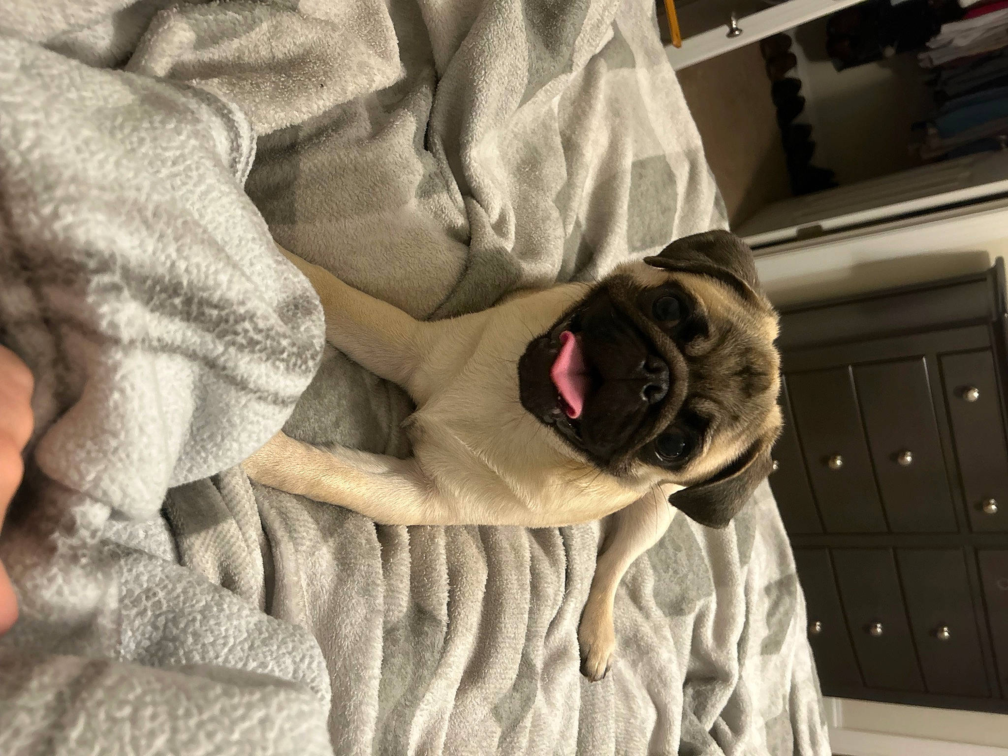 Zeus is registered to the contest to win money with this photo: bed, bedding, bedroom, carnivore, comfort, companion_dog, couch, dog, dog_breed, eyewear, fawn, flooring, fur, grey, human_leg, linens, room, sitting, sunglasses, toy_dog