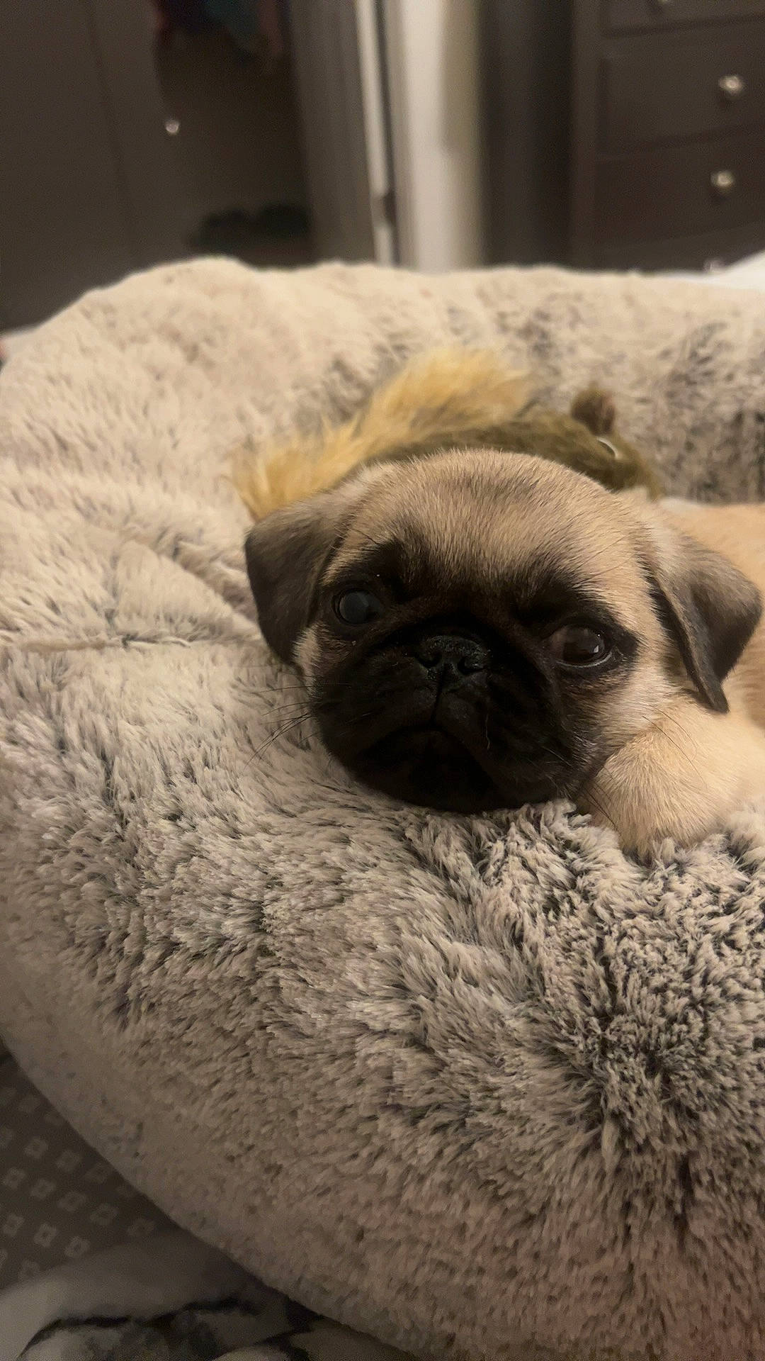 Zeus joined the competition — help win amazing prizes! ancient_dog_breeds, canidae, carnivore, comfort, companion_dog, dog, dog_breed, eye, fawn, fur, non_sporting_group, pug, puppy, sporting_group, terrestrial_animal, toy_dog, whiskers, wood, working_animal, wrinkle