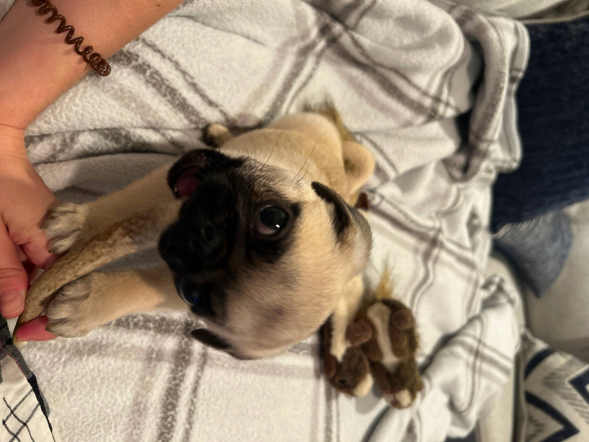 Zeus joined the competition — help win amazing prizes! canidae, carnivore, comfort, companion_dog, dog, dog_breed, ear, fawn, fur, nail, non_sporting_group, pet_supply, pug, puppy_love, snout, sporting_group, toy_dog, whiskers, wrinkle, wrist