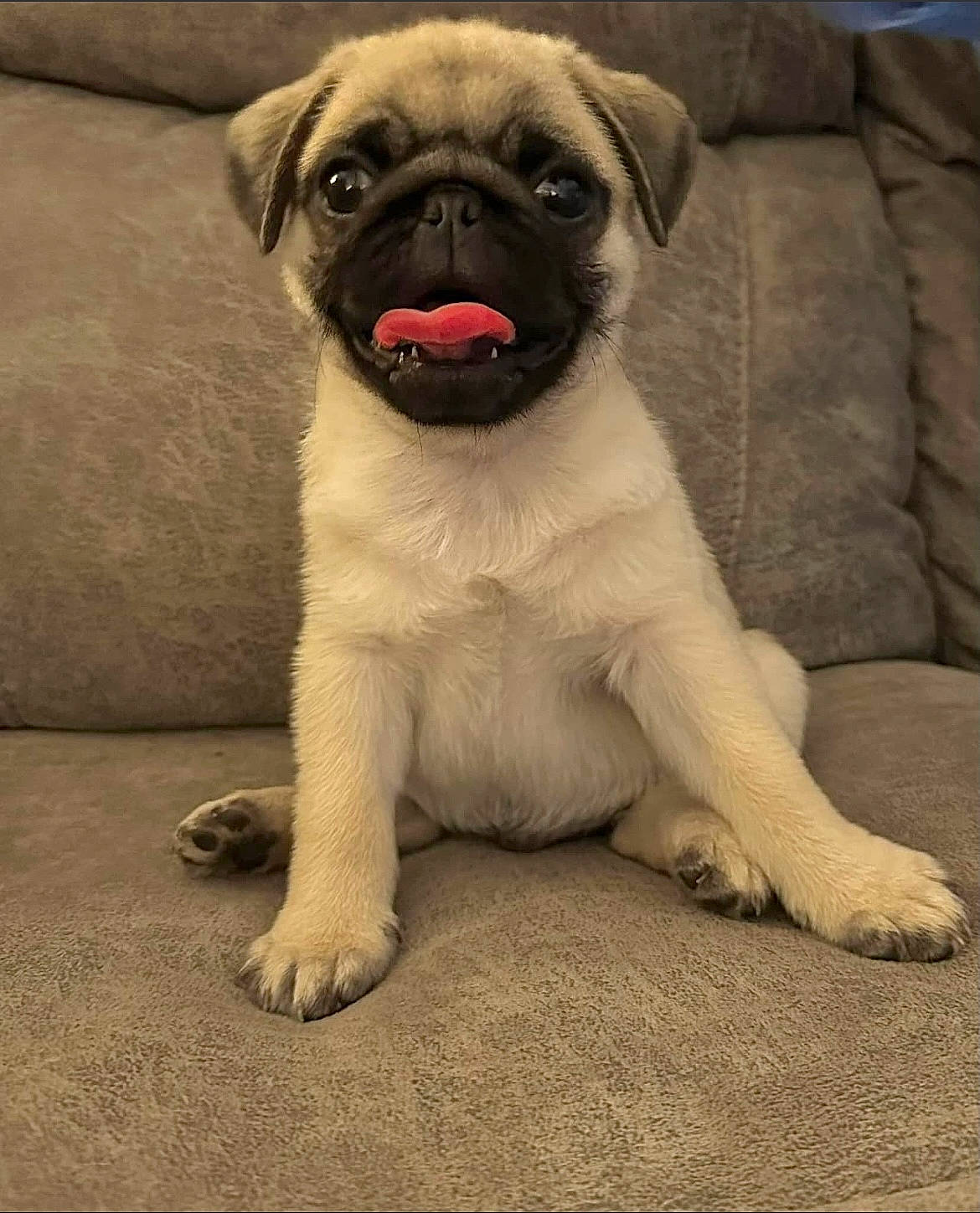 Zeus joined the competition — help win amazing prizes! ancient_dog_breeds, canidae, carnivore, companion_dog, couch, dog, dog_breed, fawn, fur, non_sporting_group, paw, pug, puppy, snout, sporting_group, terrestrial_animal, toy_dog, whiskers, working_animal, wrinkle