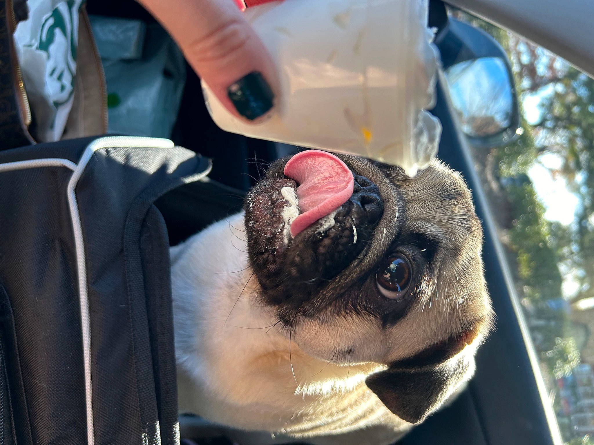 Zeus joined the competition — help win amazing prizes! canidae, carnivore, collar, companion_dog, dog, dog_breed, eyewear, fawn, fur, hat, human_leg, nail, pug, snout, sporting_group, sunglasses, tree, whiskers, working_animal, wrinkle