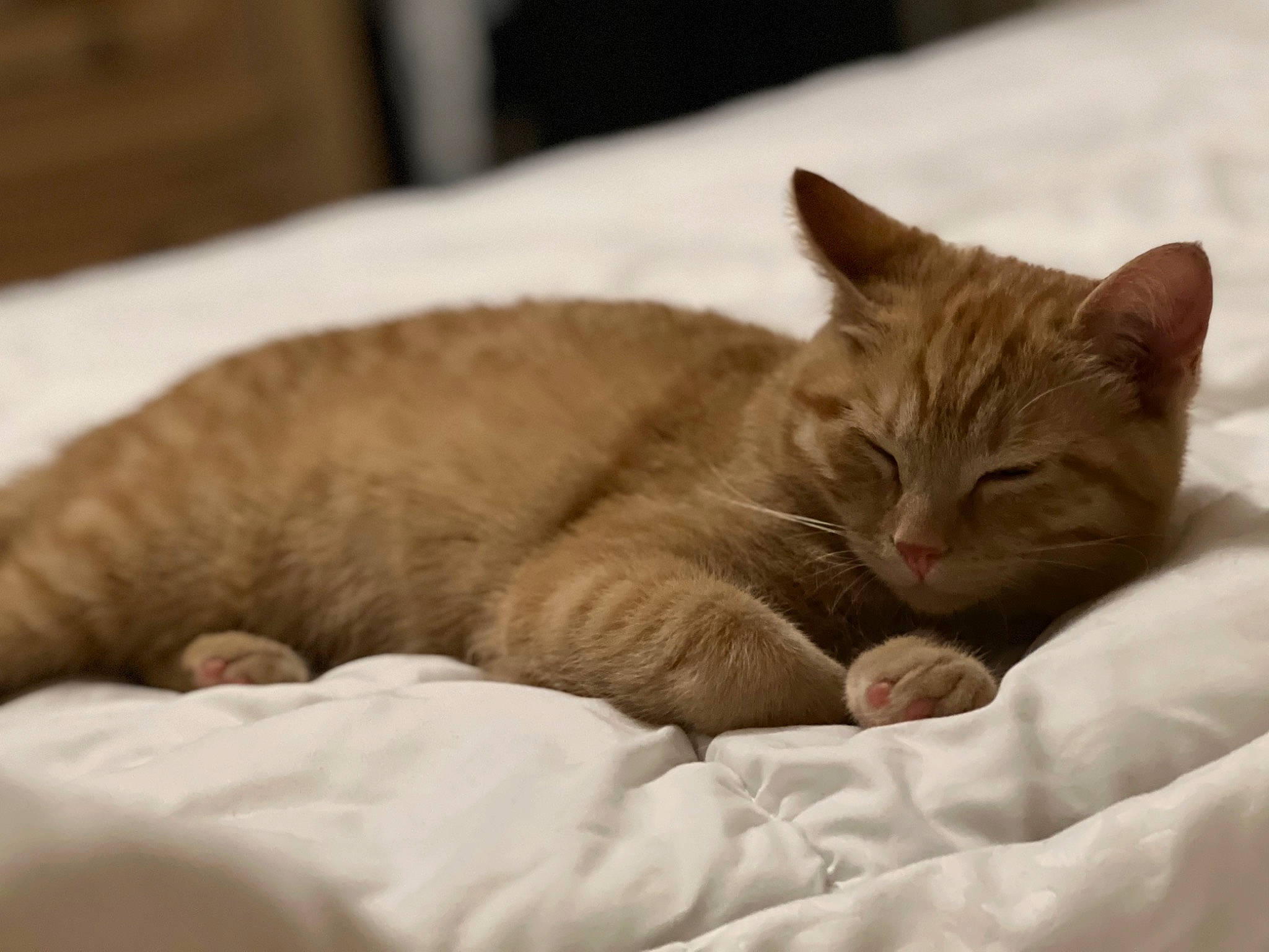 Daisy Faye joined the competition — help win amazing prizes! bed, carnivore, cat, cat_supply, claw, comfort, domestic_short_haired_cat, felidae, fur, linens, nap, paw, sleep, small_to_medium_sized_cats, snout, whiskers