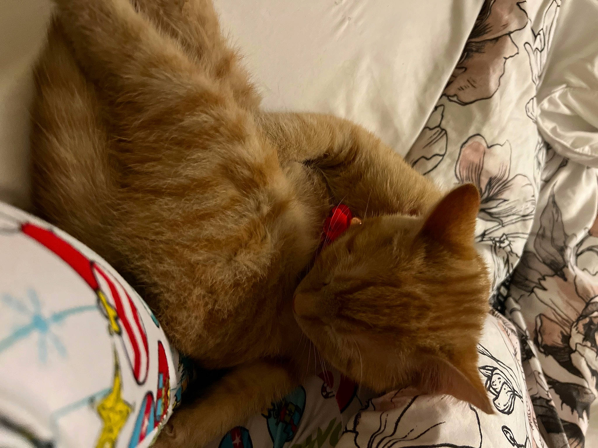 Daisy Faye is registered to the contest to win money with this photo: carnivore, cat, claw, comfort, domestic_short_haired_cat, ear, fawn, felidae, fur, linens, nap, paw, sand, sleep, small_to_medium_sized_cats, snout, tail, textile, whiskers, wood