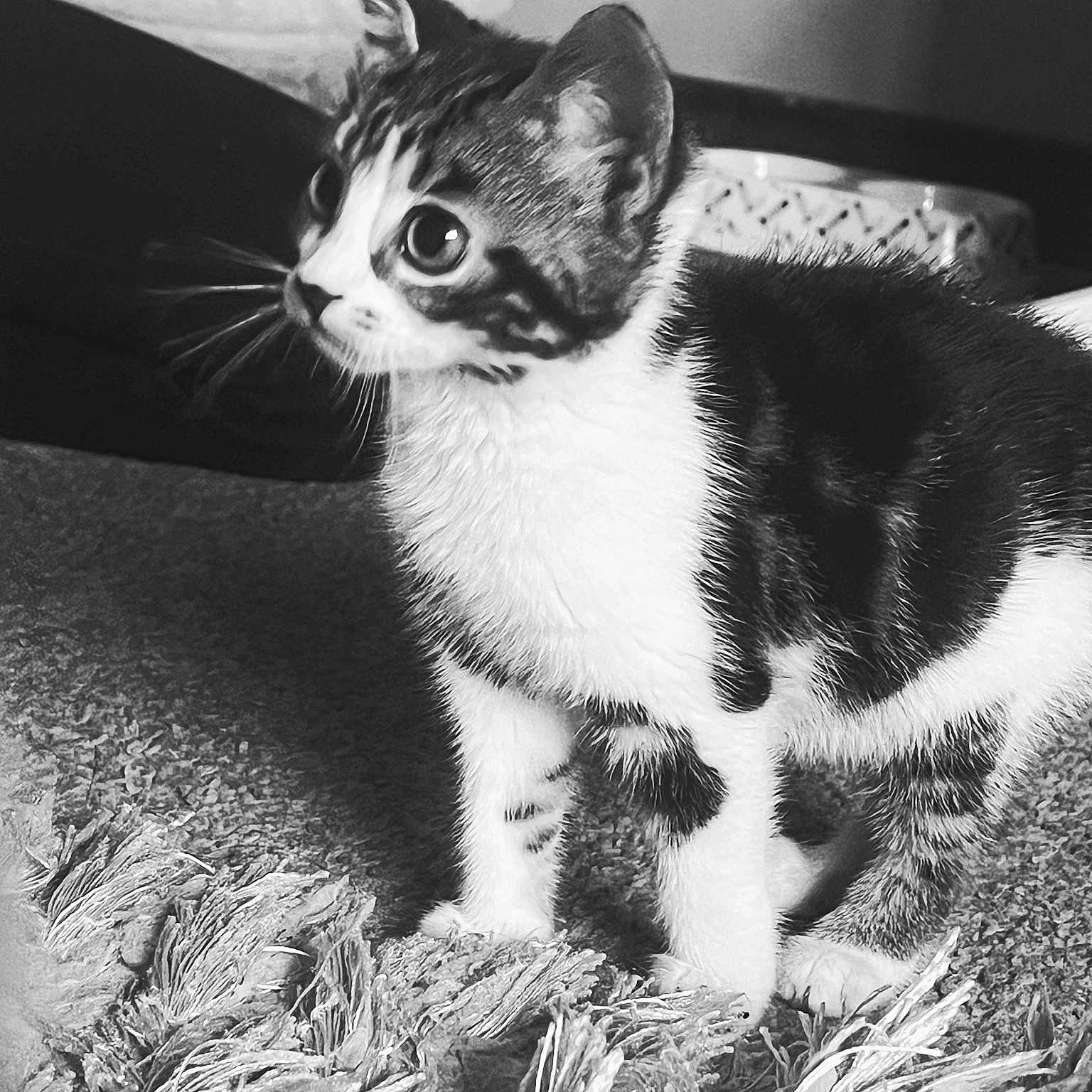 Kiara is registered to the contest to win money with this photo: kitten, cat, black_and_white, fur, pet, animal, curious, indoor, carpet, texture, whiskers, young, closeup, portrait, feline, small, cute, standing, looking, home