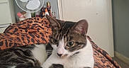 Kiara is registered to the contest to win money with this photo: animal, bed, blanket, bottle, cat, cozy, door, fan, feline, fur, indoor, leopard_print, pattern, pet, relaxed, resting, room, tabby_cat, towel, white_cat