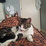 animal, bed, blanket, bottle, cat, cozy, door, fan, feline, fur, indoor, leopard_print, pattern, pet, relaxed, resting, room, tabby_cat, towel, white_cat