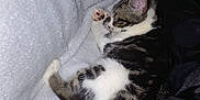 Kiara joined the competition — help win amazing prizes! kitten, sleeping, cat, animal, pet, fur, cozy, blanket, resting, cute, indoor, paw, tabby, white, black, soft, relaxed, young, companion, comfort