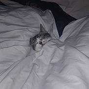 Kiara joined the competition — help win amazing prizes! cat, sleeping, blanket, bed, cozy, comfort, white, fur, animal, pet, domestic, cute, rest, indoor, face, whiskers, ears, soft, relaxation, snug