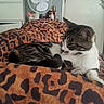 Kiara is registered to the contest to win money with this photo: animal, bedroom, blanket, bottle, cat, cozy, cute, domestic, dresser, fan, fur, furniture, indoor, leopard_print, pet, relaxed, resting, side_view, sleepy, tabby