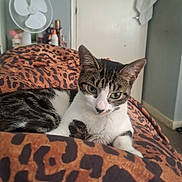 Kiara joined the competition — help win amazing prizes! animal, blanket, cat, cozy, curious, domestic_cat, door, fan, fur, furniture, home, indoor, leopard_print, looking_at_camera, pet, relaxed, resting, tabby_cat, towel, whiskers