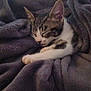 Kiara is registered to the contest to win money with this photo: cat, kitten, sleeping, blanket, cozy, fur, pet, rest, cute, comfort, indoor, warm, soft, animal, tabby, white, paw, relax, nap, feline