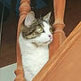 animal, balusters, cat, closeup, curious, domestic_animal, ears, feline, fur, house, indoor, looking, pet, portrait, staircase, tabby, whiskers, white_fur, wood, yellow_eyes