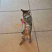 Assya participe au concours pour gagner de l'argent avec cette photo : cat, kitten, tabby, toy, playing, standing, hind_legs, floor, tile, indoor, pet, animal, feline, cute, young, claws, biting, colorful, fun, active