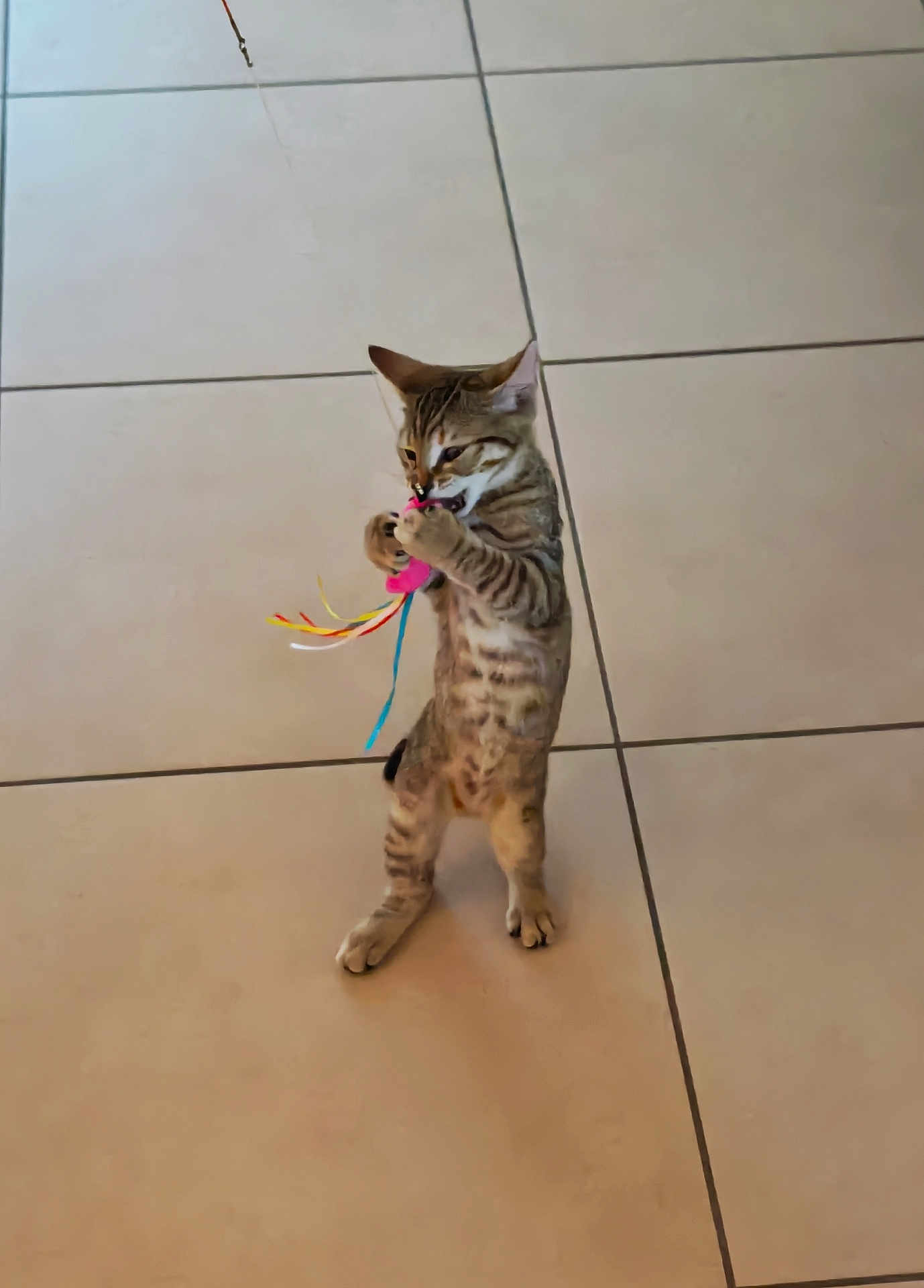 Assya participe au concours pour gagner de l'argent avec cette photo : cat, kitten, tabby, toy, playing, standing, hind_legs, floor, tile, indoor, pet, animal, feline, cute, young, claws, biting, colorful, fun, active