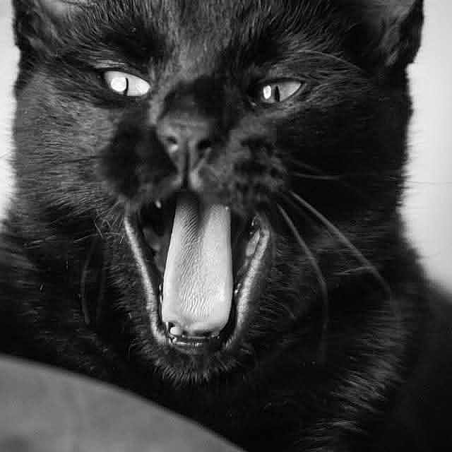 Lucky participe au concours pour gagner de l'argent avec cette photo : animal, black_and_white, black_cat, cat, close_up, cute, expressive, eyes, face, feline, fur, indoor, mouth_open, nose, pet, portrait, tongue, tongue_out, whiskers, yawning