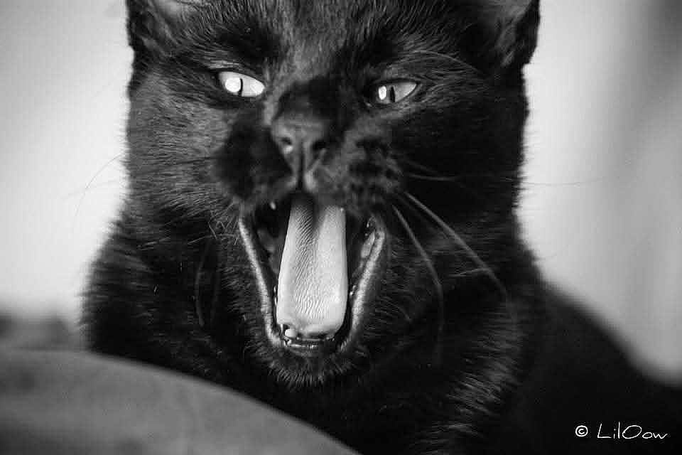 Lucky participe au concours pour gagner de l'argent avec cette photo : cat, black_cat, close_up, yawning, tongue, mouth_open, whiskers, fur, pet, animal, feline, portrait, indoor, black_and_white, cute, expressive, face, eyes, nose, tongue_out