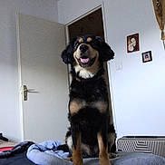 Rebelle participe au concours pour gagner de l'argent avec cette photo : animal, bed, blanket, canine, dog, domestic_animal, door, fur, furniture, happy, household, indoor, pet, photograph, portrait, room, sitting, smiling, towel, wall