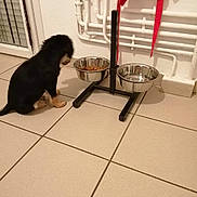 Rebelle a rejoint le concours — aidez-le/la à gagner de superbes lots ! puppy, dog, food_bowl, water_bowl, tile_floor, indoor, pet_feeding_area, black_dog, tan_markings, sitting, side_view, raised_bowls, pipes, red_cloth, wall, corner, pet, young_dog, floor_tiles, domestic_animal