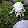 Dusty participe au concours pour gagner de l'argent avec cette photo : dog, white_dog, grass, outdoor, pet, animal, lying_down, greenery, plant_pot, metal_bowl, canine, nature, relaxed, resting, fur, ears, nose, paws, yard, domestic_animal