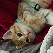 Tixie a rejoint le concours — aidez-le/la à gagner de superbes lots ! kitten, cat, pet, feline, cute, young, fur, whiskers, paw, harness, blanket, cozy, indoor, resting, playful, animal, soft, sleepy, closeup, hand